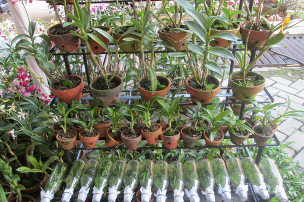 Berbagai jenis tanaman hasil pengembangan pertanian perkotaan di Kota Depok, Jawa Barat. (Foto: depok.go.id)