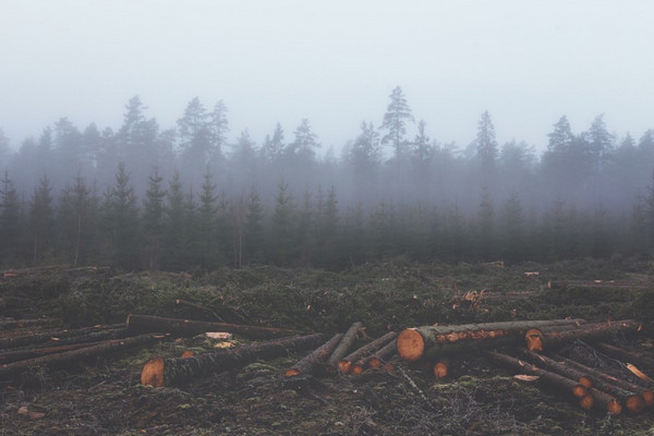 Pembalakan liar. (Foto: pixabay.com)