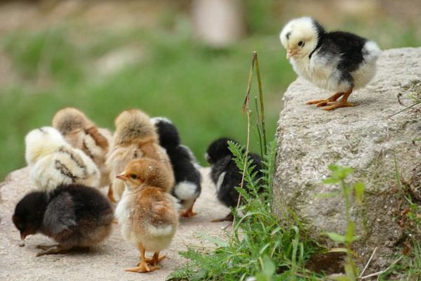 Anak ayam. (Foto: pixabay.com)