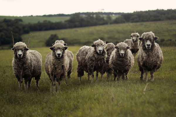 Ilustrasi ternak. (Foto: pixabay.com)