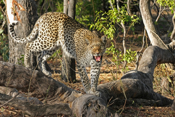 Macan tutul. (Foto: pixabay.com)