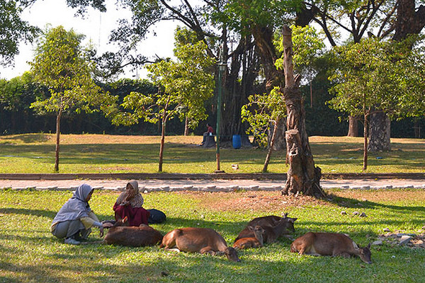 Rusa di Taman Balekambang Kota Surakarta, Jateng. (Foto: Dinas Pariwisata Surakarta)