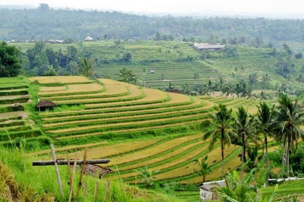 Lahan pertanian. (Foto: Pemkot Pontianak, Kalbar)
