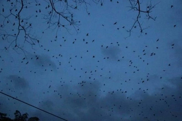  Burung layang-layang migrasi ke Jalan Mohammad Toha, Kota Bandung, Jabar, 2012. (Foto: kaskus.co.id)