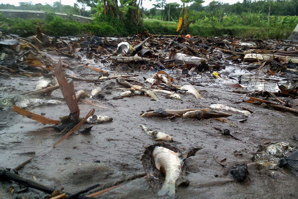  Ikan-ikan mati di aliran Kali Cengek, Kelurahan Tingkir Tengah, Kecamatan Tingkir, Kota Salatiga, Jateng. (Foto: SM)