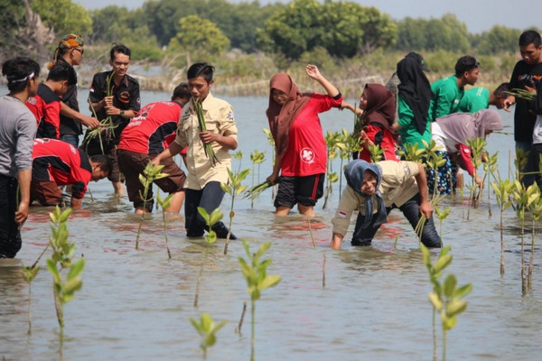 Penanaman mangrove yang digagas Lindungi Hutan. (Foto: lindungihutan.com)