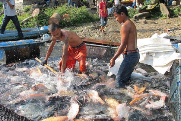 Pekerja memanen nila dari budi daya keramba jaring apung di Danau Toba, Sumatera Utara. (Foto: WWF Indonesia/Ariefsyah N.)