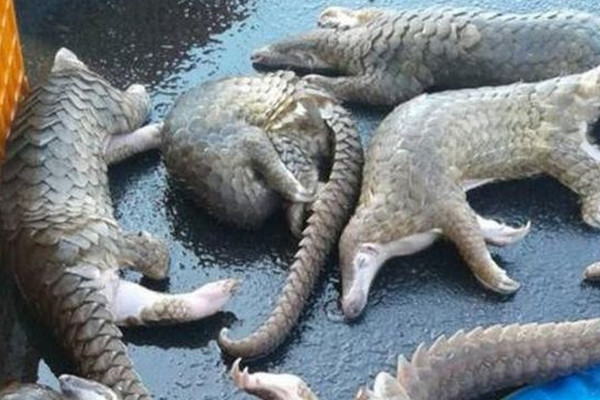 Trenggiling. (Foto: KLHK