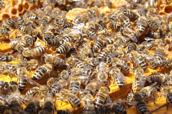 Ilustrasi. (Foto: pixabay.com)