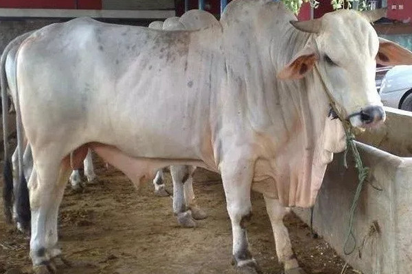 Sapi jenis Brahman Cross (BX) asal Australia. (Foto: fredikurniawan.com)