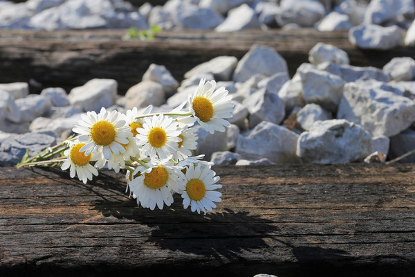 Ilustrasi. (Foto: pixabay.com)