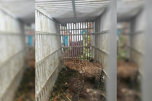 Macan tutul Gunung Lawu masuk perangkap BKSDA Jateng di Jatiyoso, Karanganyar, Sabtu (22/12). (Foto: Instagram/@info_wong_karanganyar)