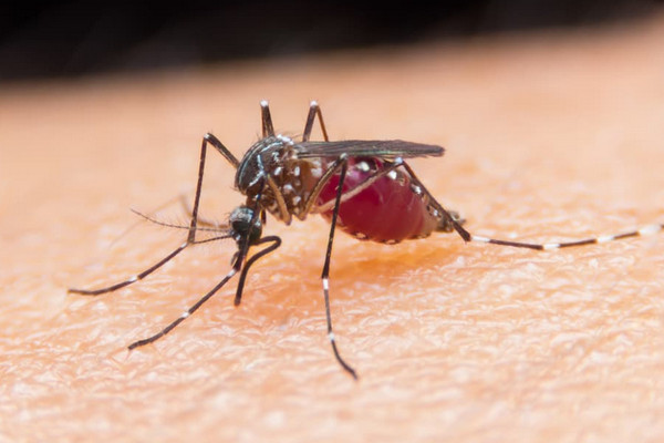 Nyamuk Aedes aegypti penyebab demam berdarah dengue (DBD). (Foto: ist)