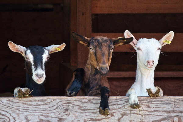 Ilustrasi. (Foto: pixabay.com)