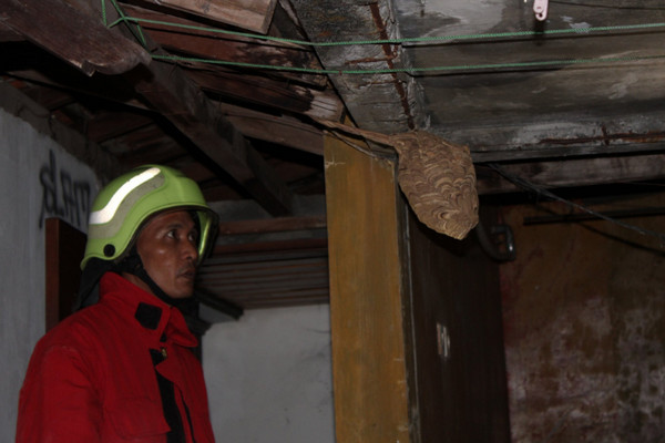 Petugas Damkar Surakarta, Jateng, mengevakuasi sarang tawon ndas di salah satu kediaman warga. (Foto: Twitter/@damkarsukarta)