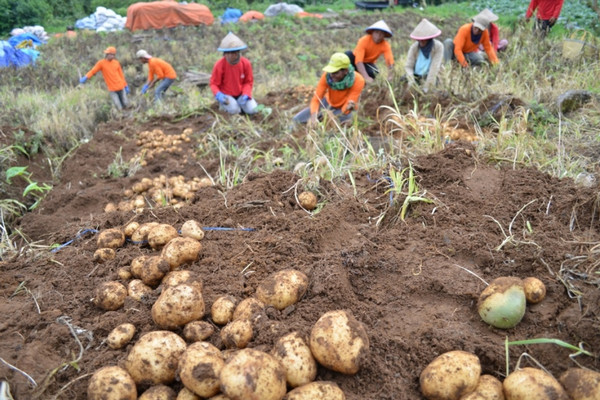 Ilustrasi petani kentang di Dataran Tinggi Dieng, Kabupaten Wonosobo, Jateng. (Foto: Pemkab Wonosobo)
