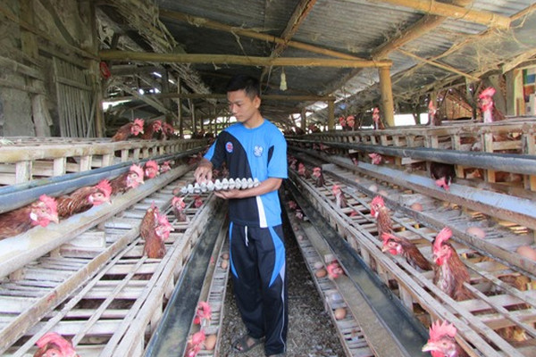 Ternak ayam. (Foto: Pemkab Bojonegoro)