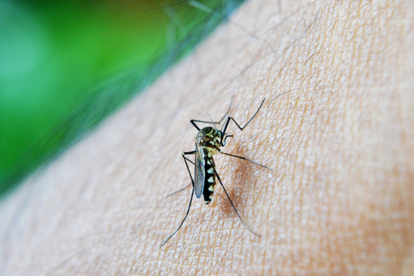 Nyamuk Aedes aegypti penyebab demam berdarah dengue (DBD). (Foto: Pixabay)