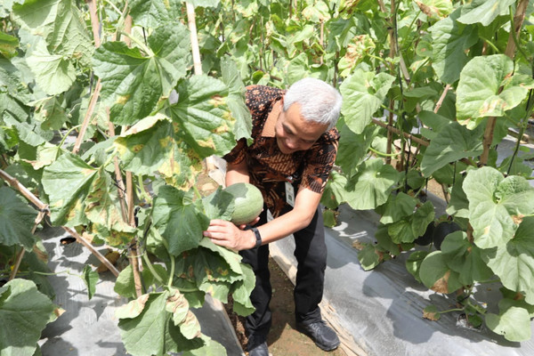 Gubernur Jateng, Ganjar Pranowo, tengah memetik produk pertanian organik di lahan OISCA, Doplang, Karangpandan, Kabupaten Karanganyar, Jateng, 1 Agustus 2018. (Foto: Pemprov Jateng)
