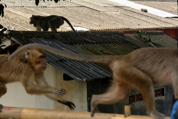Ilustrasi kera ekor panjang di Cikakak, Kabupaten Banyumas, Jateng, berani merusak atap demi mendapat makanan di rumah warga. (Foto: Mongabay/L. Darmawan)
