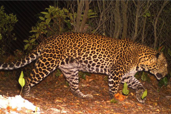 Macan tutul terekam kamera perangkap. (Foto: LIPI)