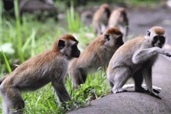 Kawanan kera ekor panjang. (Foto: Antara Foto/Rahmad)