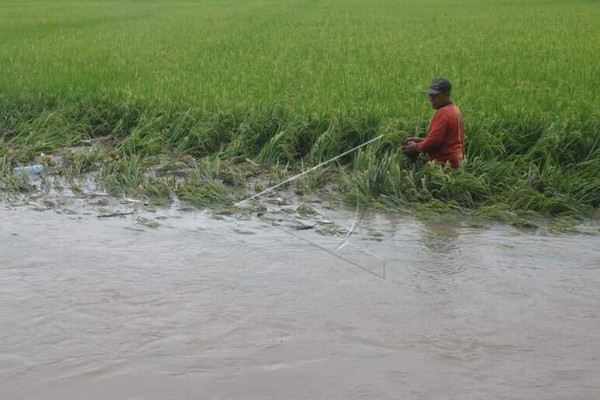 Seorang warga menyingkirkan sampah yang tersangkut di areal tanaman padi yang terendam banjir di Cawas, Kabupaten Klaten, Jateng, Kamis (7/3). (Foto: Antara Foto/AJ Nugroho)