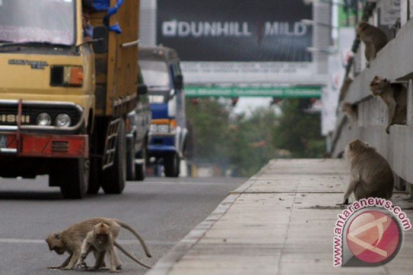 Ilustrasi beberapa kera ekor panjang mencari makan di pinggir jalan Jembatan Ngunjang, Desa Ngujang, Kecamatan Ngantru, Kabupaten Tulungagung, Jatim, 16 Juli 2013. (Foto: Antara Foto/Rudi Mulya)