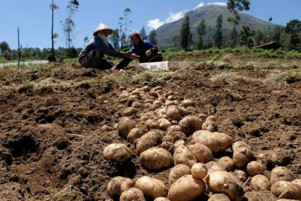 Pekerja memanen kentang di kawasan lereng Gunung Sindoro, Desa Sigedang, Kecamatan Kejajar, Kabupaten Wonosobo, Jateng, Selasa (26/2). (Foto: Antara Foto/Anis Efizudin)