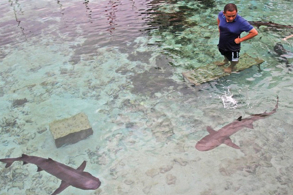 Penangkaran hiu di Karimunjawa, Kabupaten Jepara, Jateng. (Foto: Pemprov Jateng)