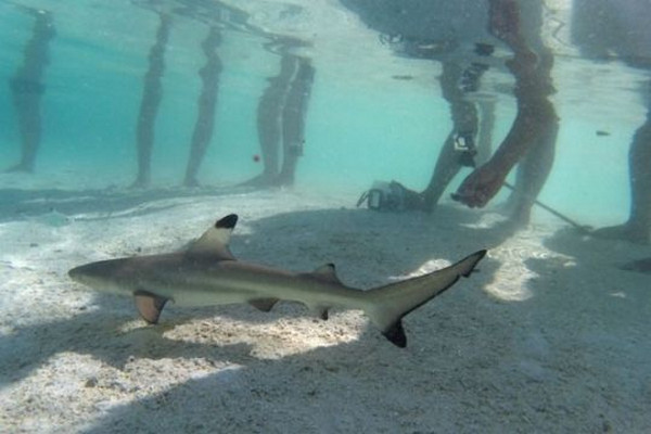 Ilustrasi hiu. (Foto: Antara)