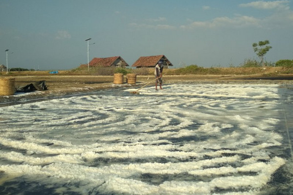 Petani garam di Desa Panggung, Kecamatan Kedung, Kabupaten Jepara, Jateng, tengah memanen. (Foto: Antara/Akhmad Nazaruddin Lathif)