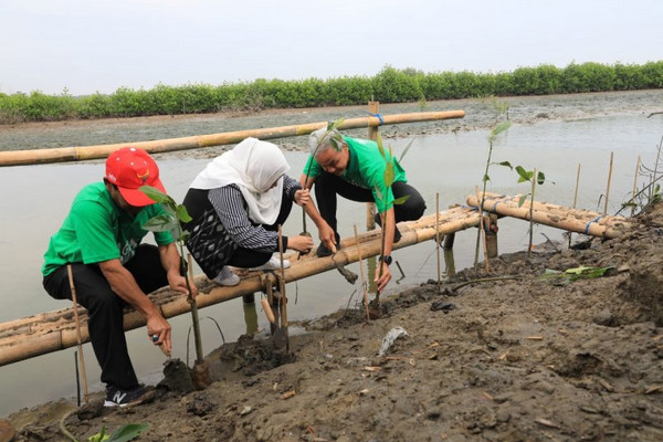 Ketua Umum PP Kagama, Ganjar Pranowo (kanan), didampingi Bupati Mirna Annisa saat menanam mangrove di Pantai Kartika Jaya, Kabupaten Kendal, Jateng, Kamis (11/4). (Foto: Dok. Kagama)