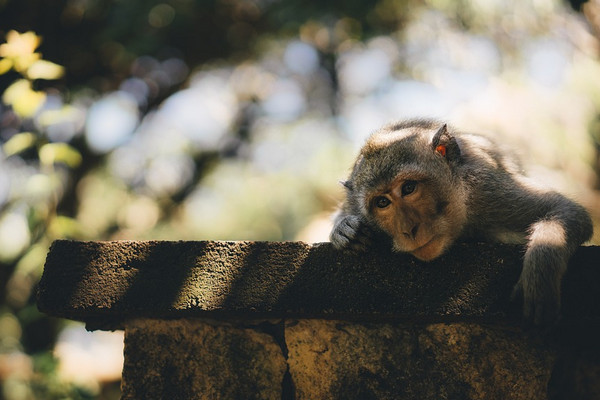 Ilustrasi. (Foto: Pixabay)