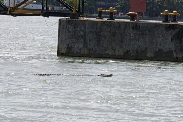 Seekor buaya muara berenang di sekitar Dermaga Khusus PT Solusi Bangun Indonesia Tbk, Kabupaten Cilacap, Jateng. (Foto: Dok. MMP Cilacap)