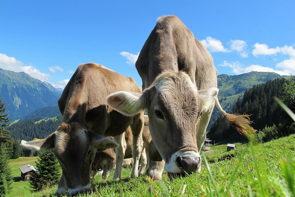 Ilustrasi. (Foto: Pixabay)