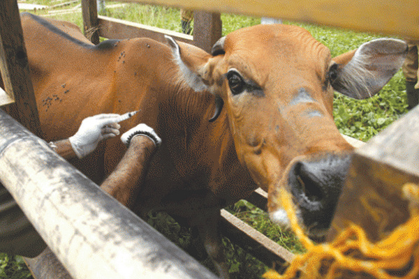 Petugas memberikan vaksin antraks kepada ternak sapi. (Foto: Kementan)