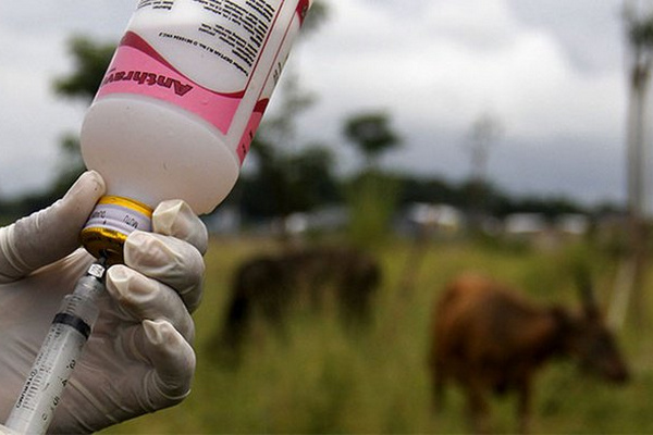 Penyuntikan vaksin kerbau untuk mencegah infeksi antraks yang disebabkan bakteri Bacillus anthracis. (Foto: Antara Foto/Abriawan Abhe)