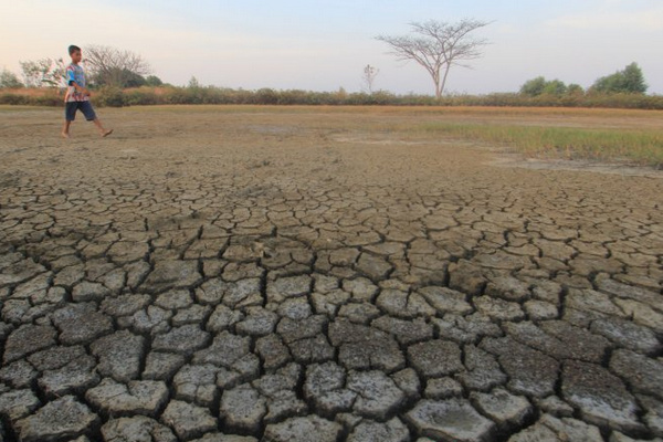 Seorang anak berjalan di sekitar areal tambak yang mengering di Kabupaten Indramayu, Jabar. (Foto: Antara Foto/Dedhez Anggara)