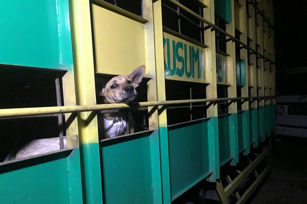 Truk mengangkut anjing yang akan dibawa ke rumah jagal untuk kemudian diedarkan ke sejumlah rumah makan. (Foto: DMFI)