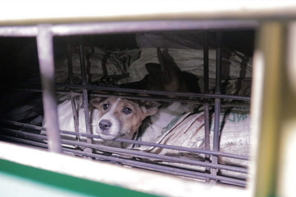 Seekor anjing dibungkus dalam karung dan berada di sebuah mobil saat akan dibawa ke rumah jagal sebelum disembelih. (Foto: DMFI)