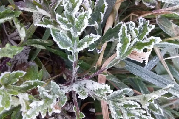 Tanaman kentang di Dataran Tinggi Dieng terimbas embun upas. (Foto: ist)
