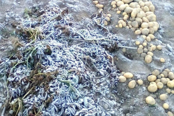 Embun es menempel di tanaman kentang di Dataran Tinggi Dieng, Kabupaten Banjarnegara, Jateng. (Foto: Pemdes Dieng Kulon)