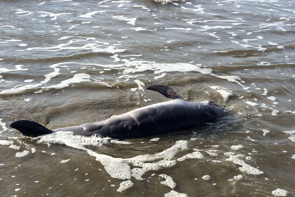 Ilustrasi lumba-lumba mati. (Foto: Vice/Matt Smith)