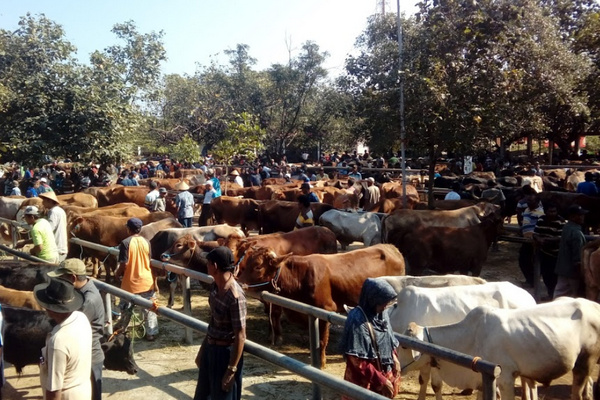 Pasar Hewan Bekonang di Kabupaten Sukoharjo, Jateng. (Foto: Google Maps/Fajar Fachruddin)
