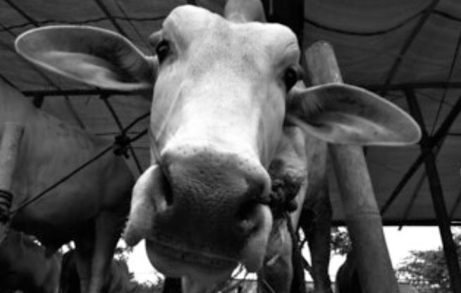 Sapi kurban (flickr.com)