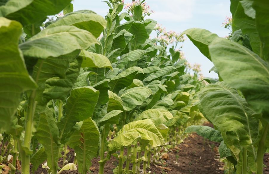 Tembakau siap panen (Pixabay).