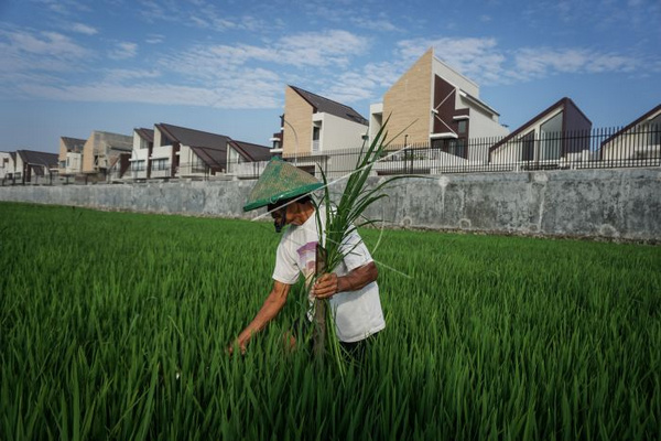 Petani beraktivitas di sawah miliknya di kawasan Kartasura, Kabupaten Sukoharjo, Jateng, Rabu (24/7). (Foto: Antara Foto/Mohammad Ayudha)