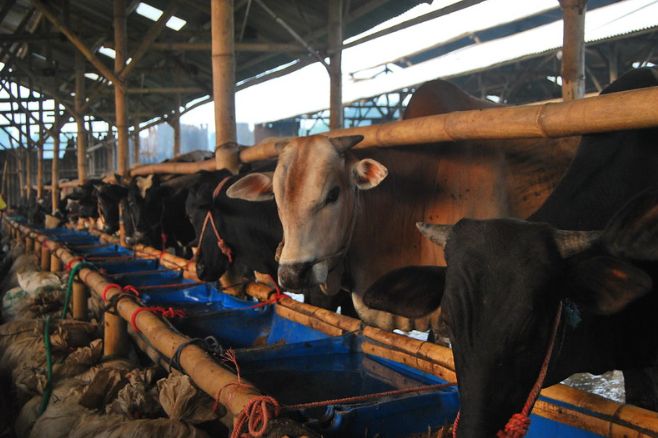 Foto Ilustrasu kandang hewan kurban  (flickr.com)