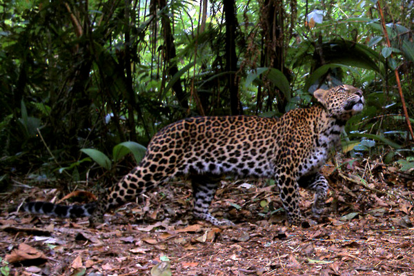 Macan tutul. (Foto: Conversation International/TNG Halimun Salak)